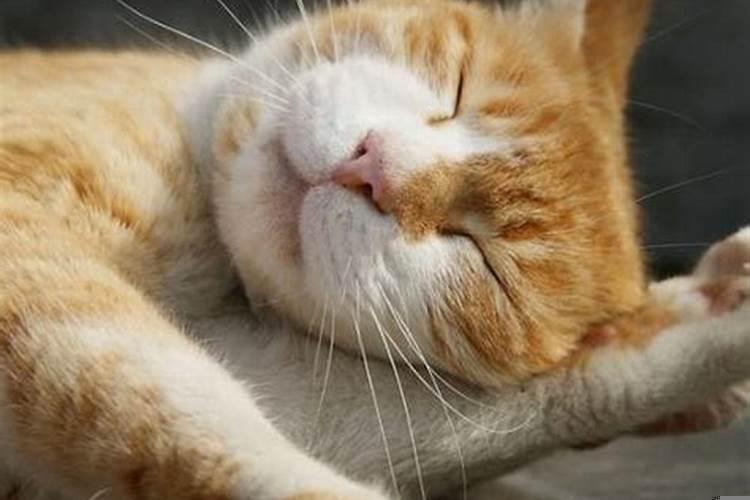 梦见猫是什么寓意?