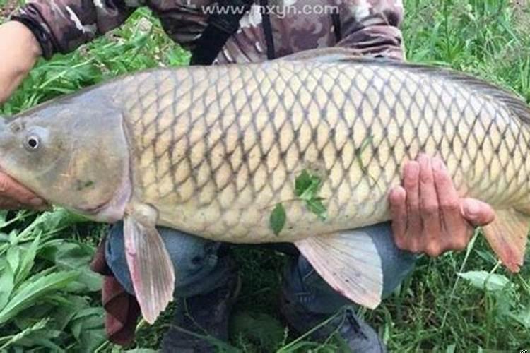 梦见一条很大的红色的鲤鱼