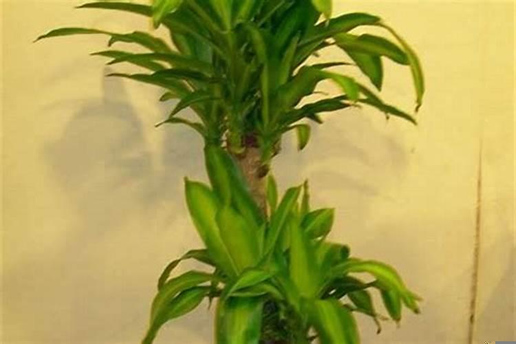 巴西木的小人叫啥