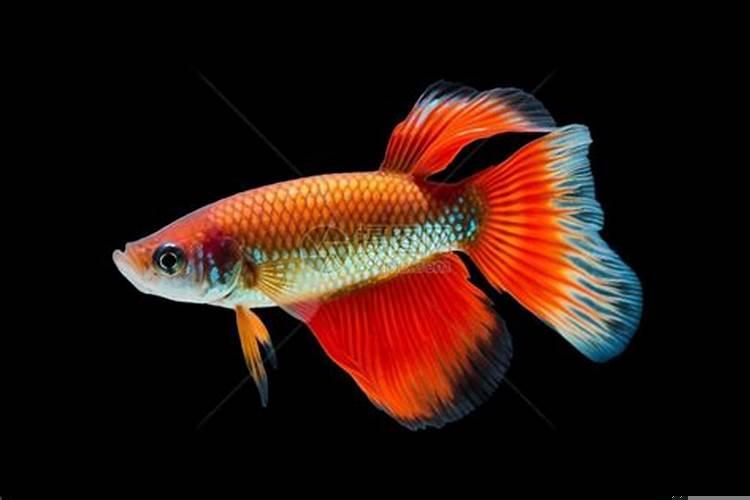 性格温顺的金鱼