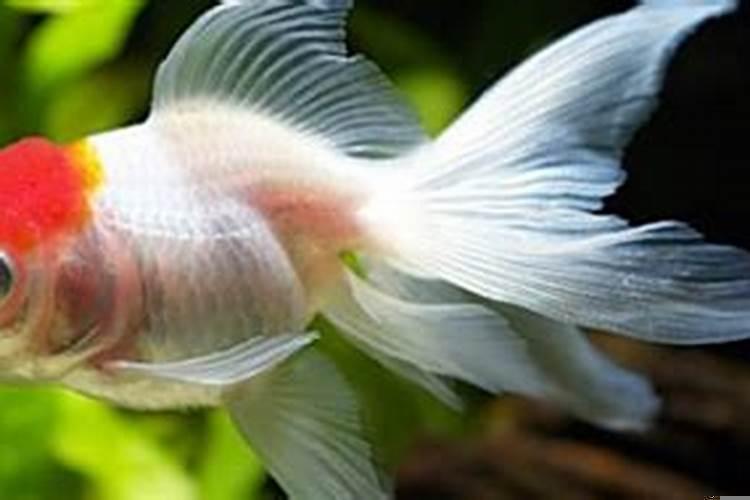 性格温顺的金鱼