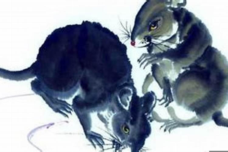 梦到许多老鼠和猫