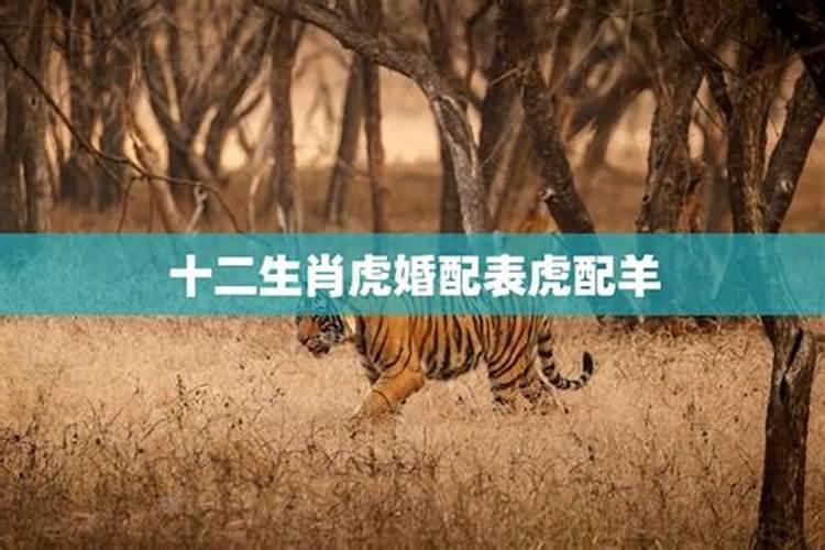 虎与羊相配的婚姻如何