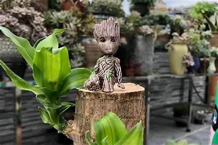 巴西木的小人叫啥