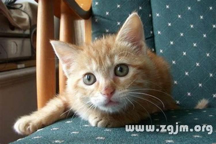 梦见妇女和猫在一起