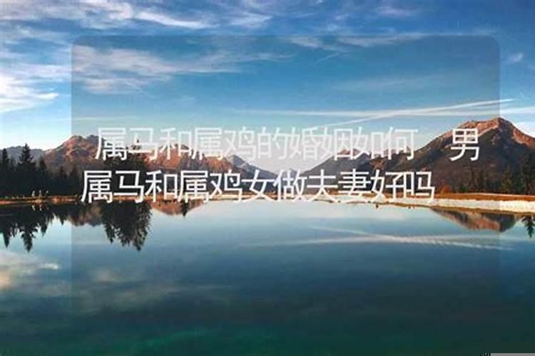 属马的和属鸡的婚姻如何