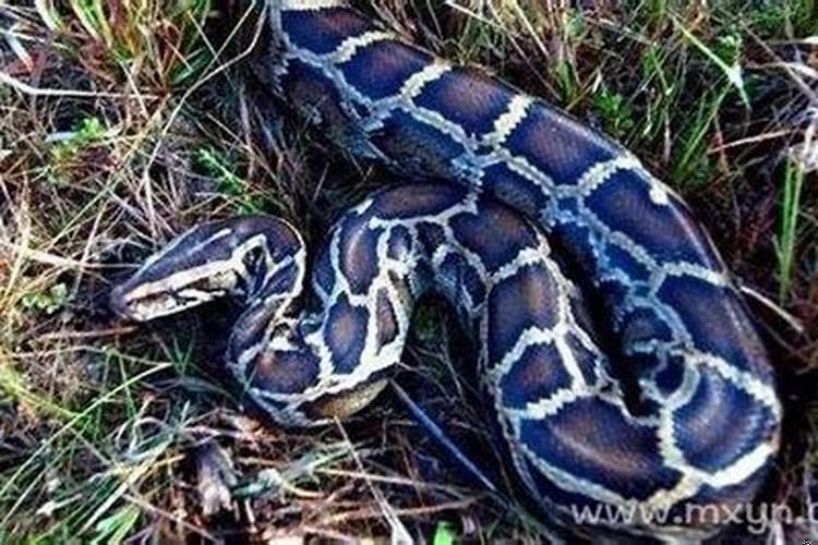 梦见好多蟒蛇是什么意思周公解梦