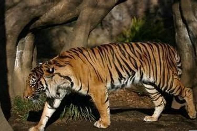 梦见老虎在追我是什么意思啊