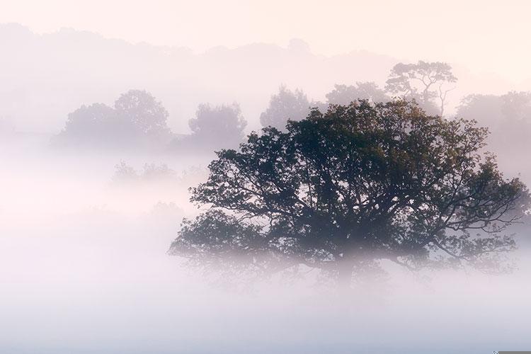 属狗的戴项链好吗