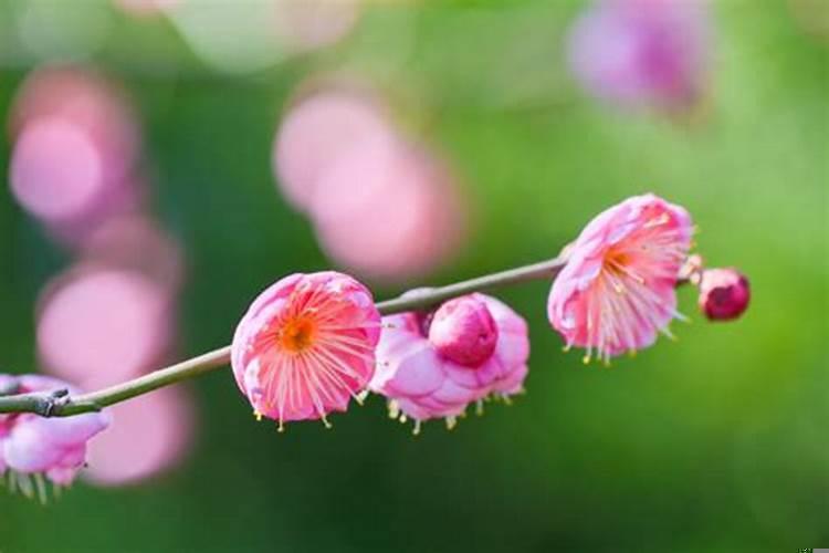 立春那些属相不能出门