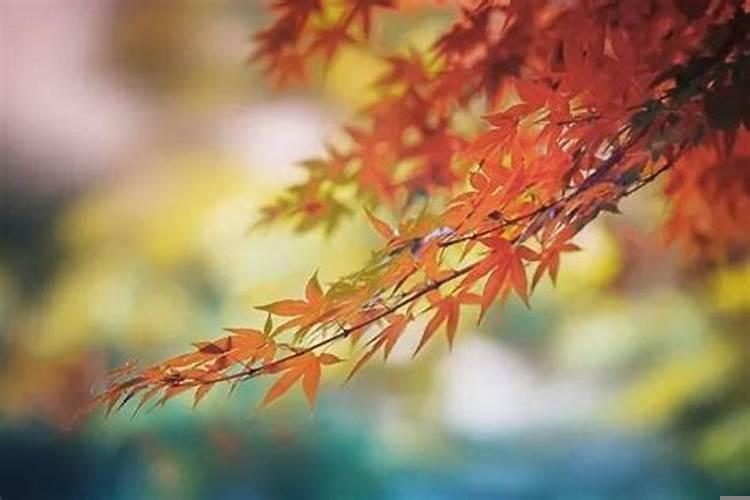 八字伤代表什么意思