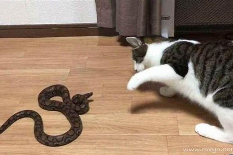 做梦梦到被蛇追着咬是什么预示