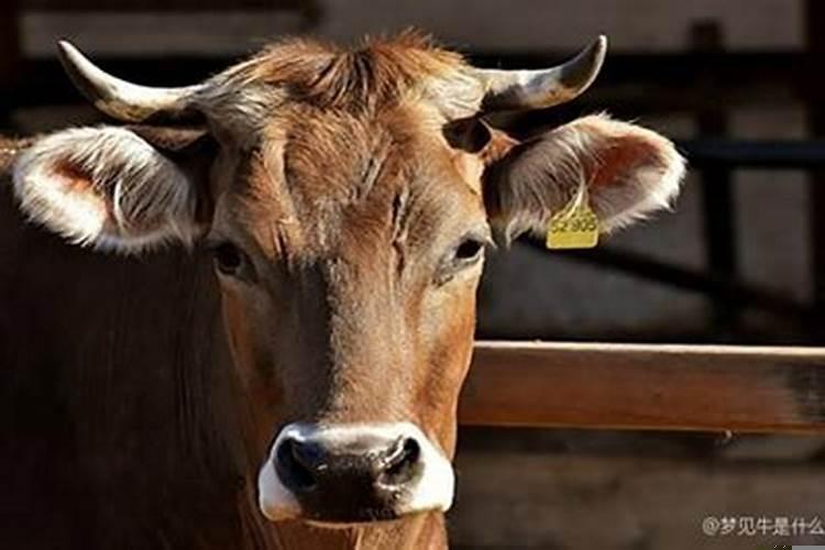 梦见牛死了什么预兆