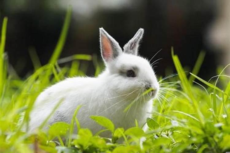 属兔的人几月出生是最命苦的