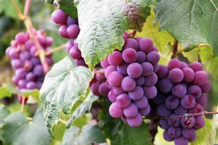 梦见自己吃葡萄_周公解梦