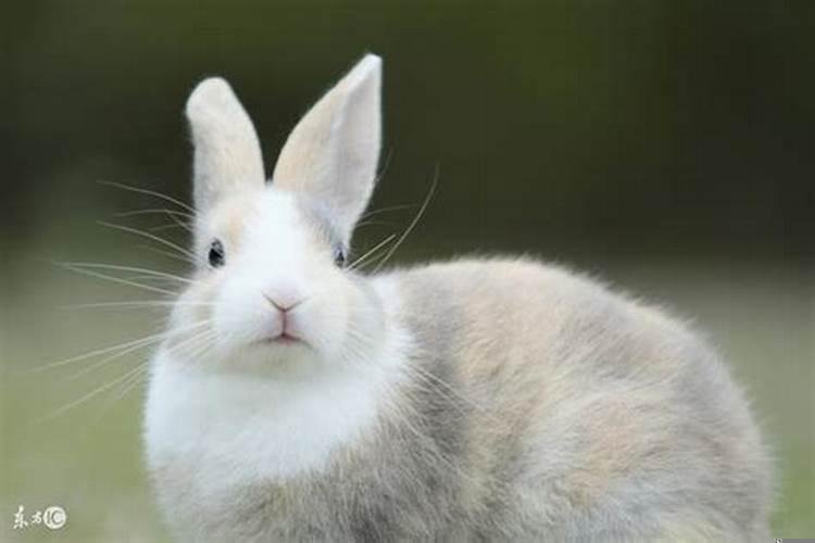 属兔的人几月出生是最命苦的