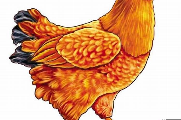 属马的和属鸡的婚姻如何