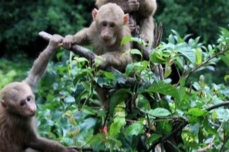 虎猴争天下，蛇鼠同一窝