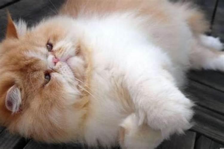 守护天秤座一生的星座