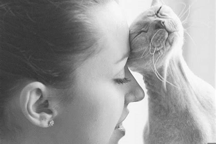 梦见妇女和猫在一起