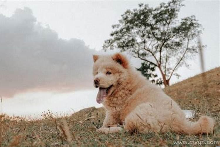 梦到有人对我动手动脚是什么意思