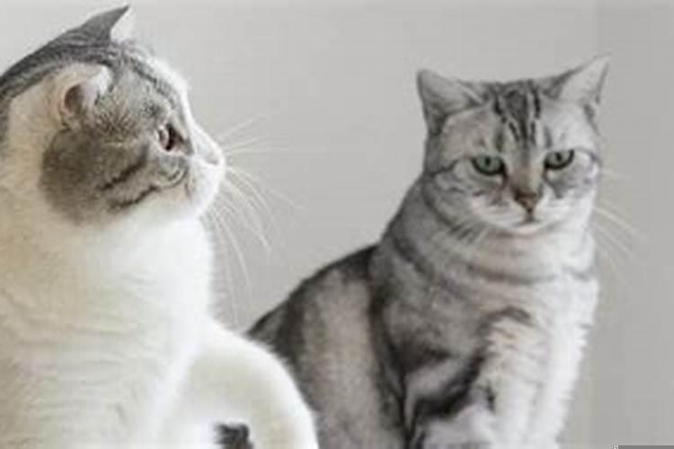 梦见猫是什么寓意?