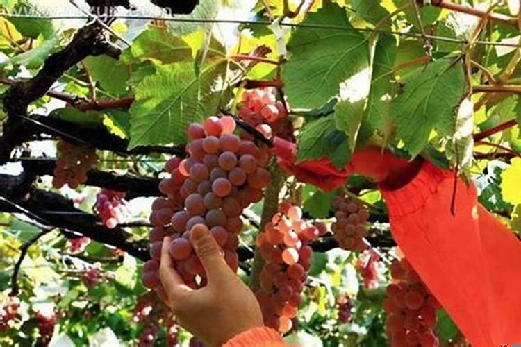 梦见自己吃葡萄_周公解梦