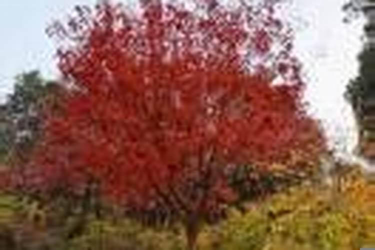 如何可以嫁给有钱人