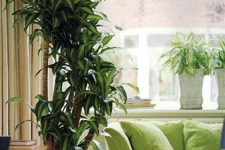 家里摆放植物多好吗?