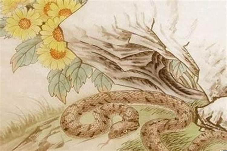 属蛇45岁过后的命运