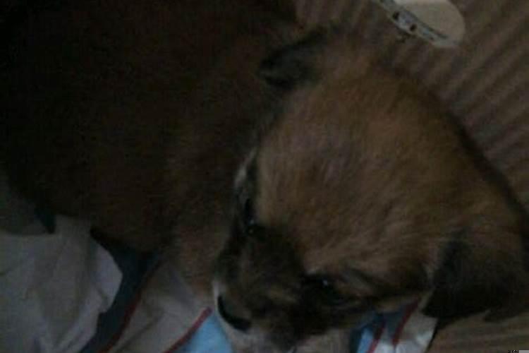 梦见一条大狗在我身边我很害怕