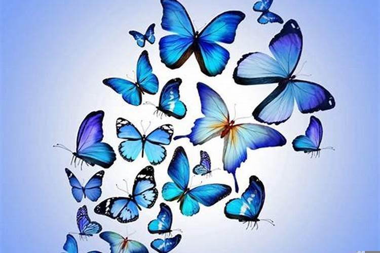 什么属相最怕老鼠