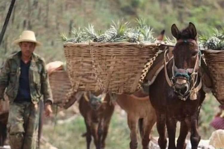 这几天总是梦见死去的父亲