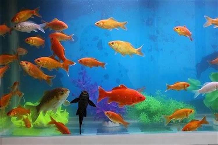 家里养什么鱼招财最好