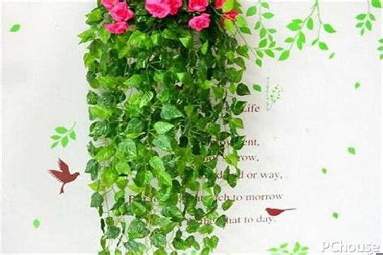 办公室放什么大型植物风水好