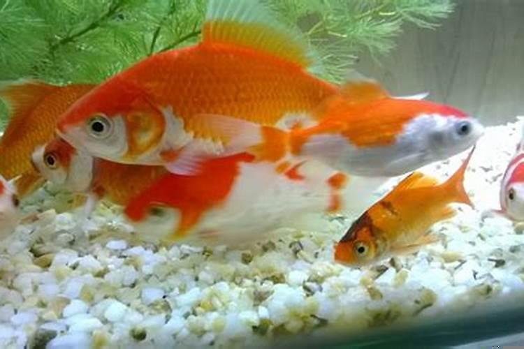 家里养什么鱼招财最好