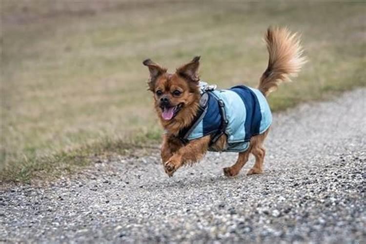 梦见小狗崽死了生蛆了啥意思