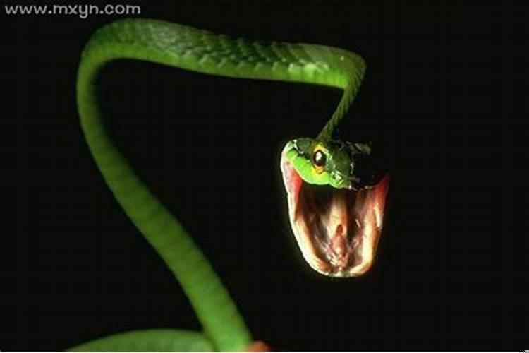 生病梦见很多蛇咬我