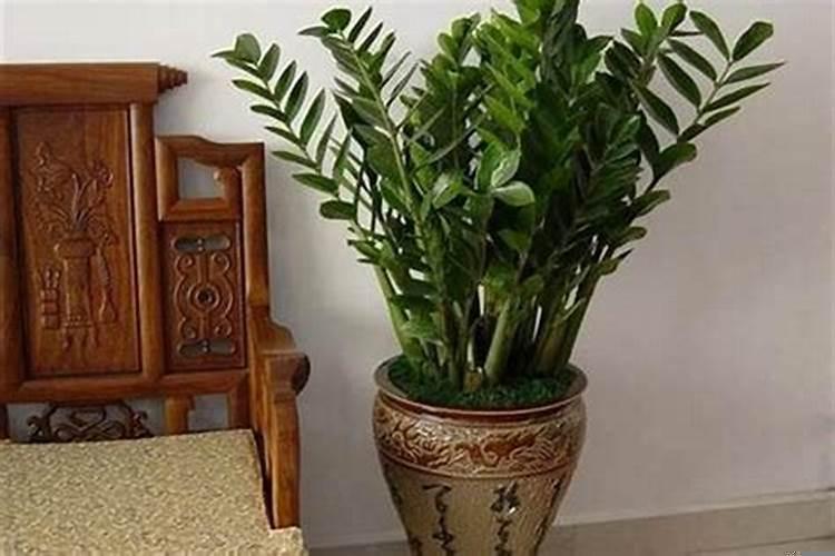 属猪种什么植物运气好