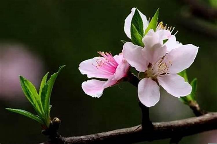 婚姻不幸的女命八字