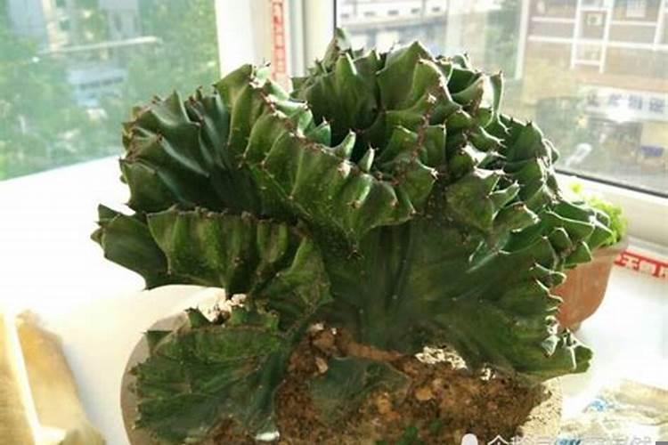 家里放玉麒麟辟邪是放在什么位置?