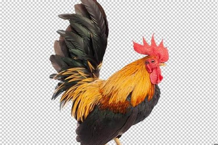 属鸡的人有没有财运