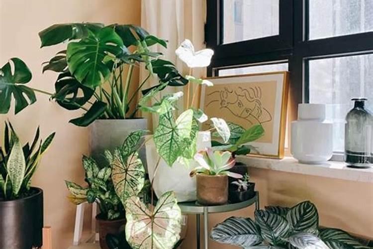 家里摆放植物多好吗?