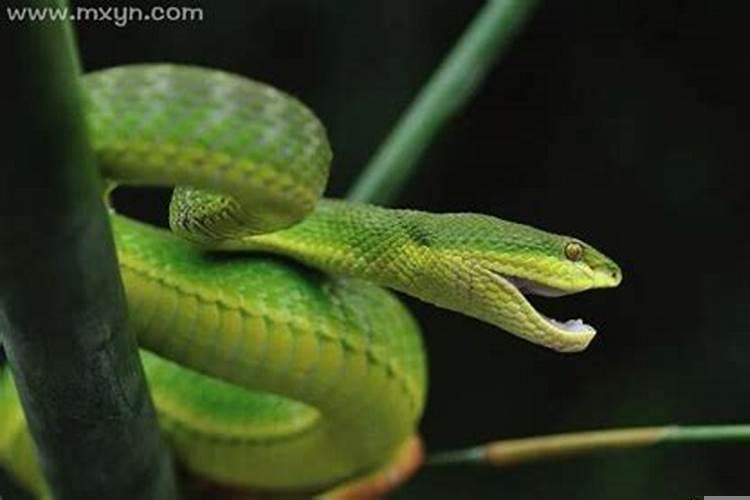 生病梦见很多蛇咬我