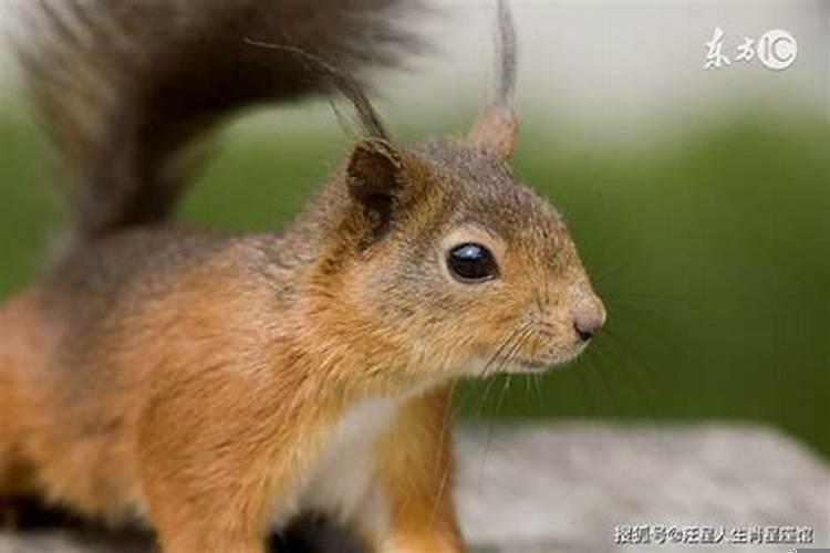 属羊2025年9月开业最吉利好日子