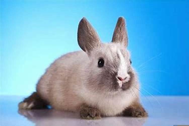 属兔水瓶男的性格特点