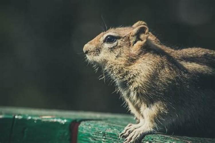 什么属相最怕老鼠