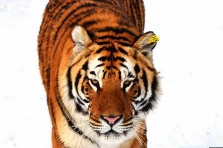 这4个生肖女一生有福