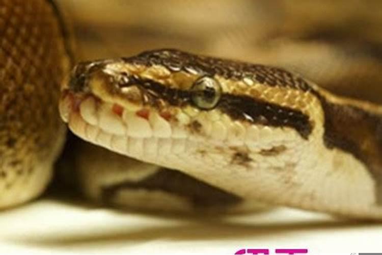 梦到蛇什么意思求解