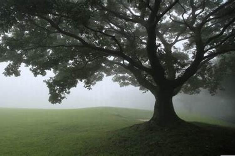 属鸡的人有没有财运